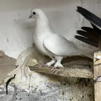 کفتر پاپر