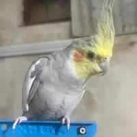عروس هلندی نر