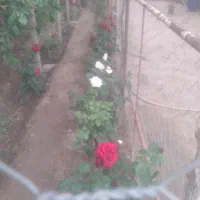 باغ رایگان