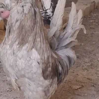 خروس طوسی