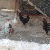 نیمچه خروس گلین لری