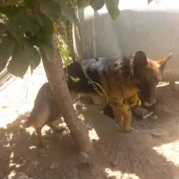 واگذاری سگ ژرمن شپرد