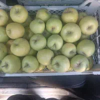 سیب درشت