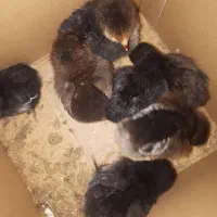 فروش جوجه برهما وعمانسمانی وگلین ۷تاهستن