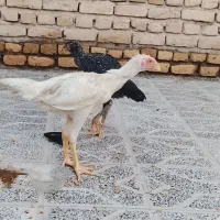 دوتا جوجه لاری نژاد انگلیسی