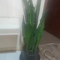فروش گیاه همراه با گلدان
