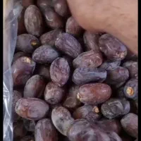 عرضه مستقیم خرما از جنوب