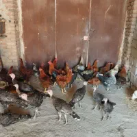 جوجه|حیوانات مزرعه|اردبیل, |دیوار