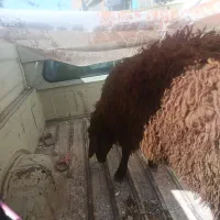 بره زنده
