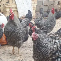 جوجه نژاد آمروک