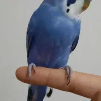 طوطی مرغ عشق