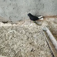 دمسفید|پرنده|اهواز, ملاشیه|دیوار