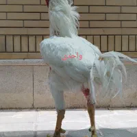6تا جوجه لاری پنج روزه