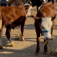 گوساله