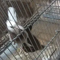 کبوتر شازده