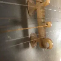 تار شاهرخ ( دو مهر)