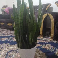 گل طبیعی
