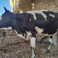 گاو فروشی پر اپ