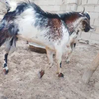 دوعدد نری