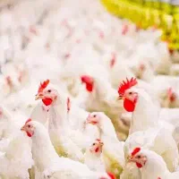 کارگر مرغداری با 25 میلیون تومان حقوق