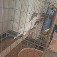 عروس هلندی