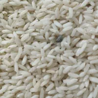برنج و چلتوک درجه یک لنجان
