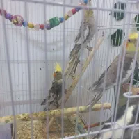 فروش عروس هلندی