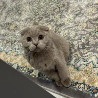گربه اسکاتیش فولد رنگ لیلاک