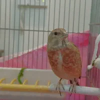 سهره سینه سرخ کارداده