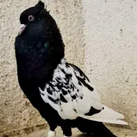 کفتر سینه سیاه نوک سفید