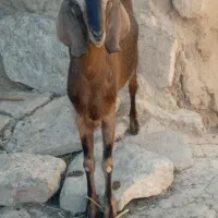 بزغاله ماده پاکستانی