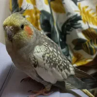 عروس هلندی زیبا