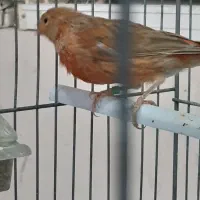 جوجه قناری