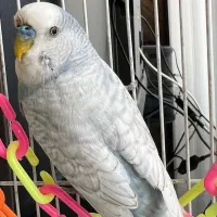 مرغ عشق نر آبی آسمانی / سالم و سرحال