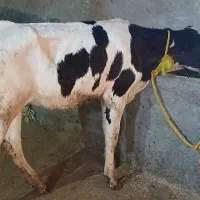 هفت گوساله نرهلشتان از شیر شده دانه۱۲۰میلیون اذرسا