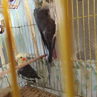 یک جفت عروس هلندی