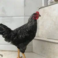 خروس پیلموت نژاد دار