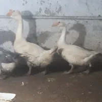 ۲عدد قوغاز لیندا غبغبدار نروماده