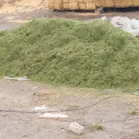 یونجه درجه یک بدون علف خالص خالص