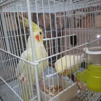 عروس هلندی دوکت مولد