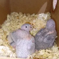 جوجه گرینچک