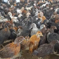 جوجه مرغ بومی جهادی گلپایگانی بلک استارتخمگذار۴۰رو