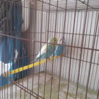 جفت مرغ عشق انگلیسی
