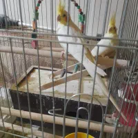 یه جفت طوطی