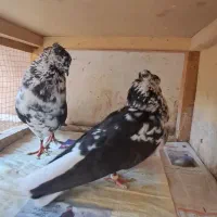 کفتر دهنجور