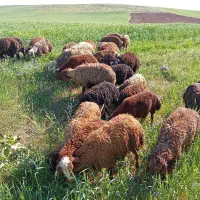 26راس بره داشتی