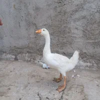 قوقاز نژاد  لیندا و جوجه بومی