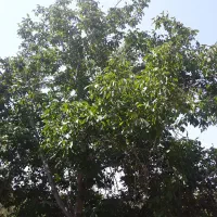 گردوتکان ماهرهستم هم روزمزدهم درصدی