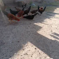 خروس
