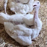 جوجه بوقلمون گوشتی بیوتی فوق سنگین